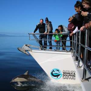 \"auckland-whale-dolphin-safari-family-attraction\"